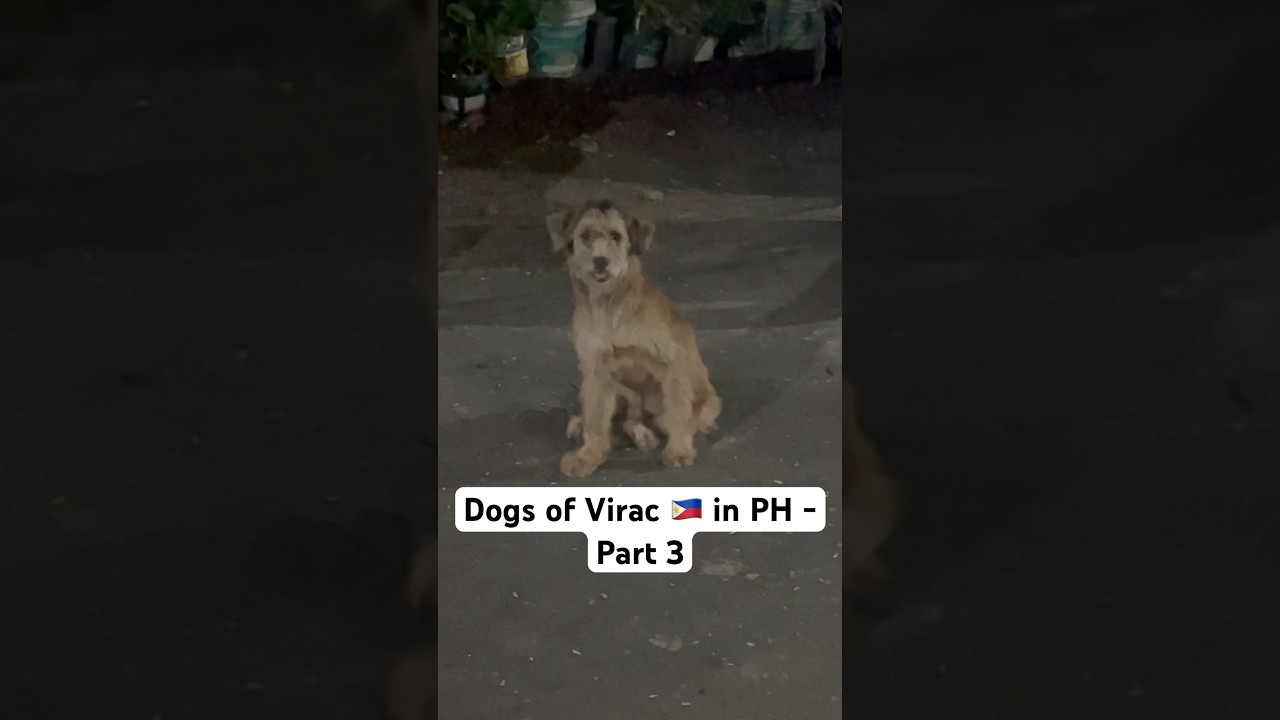 Dogs of Virac 🇵🇭 in PH - Part 3 