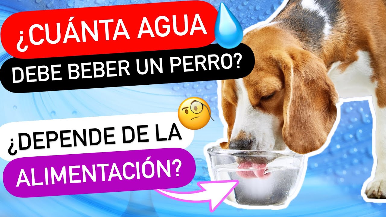 ¿CUÁNTA AGUA 💧DEBE BEBER UN PERRO AL DÍA? ► TODO LO QUE DEBES TENER EN CUENTA 🤔