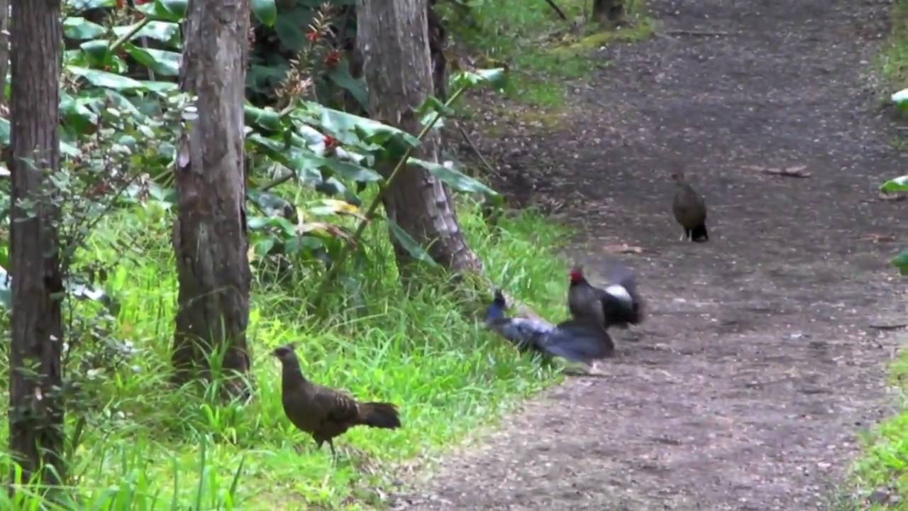 Big Island Hawaii. Part 28. Kalij Pheasants.