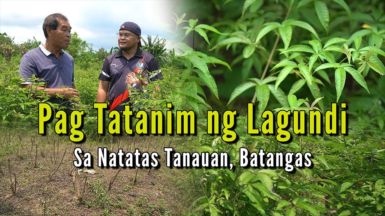 Lagundi Farming, Pag Tatanim ng Lagundi