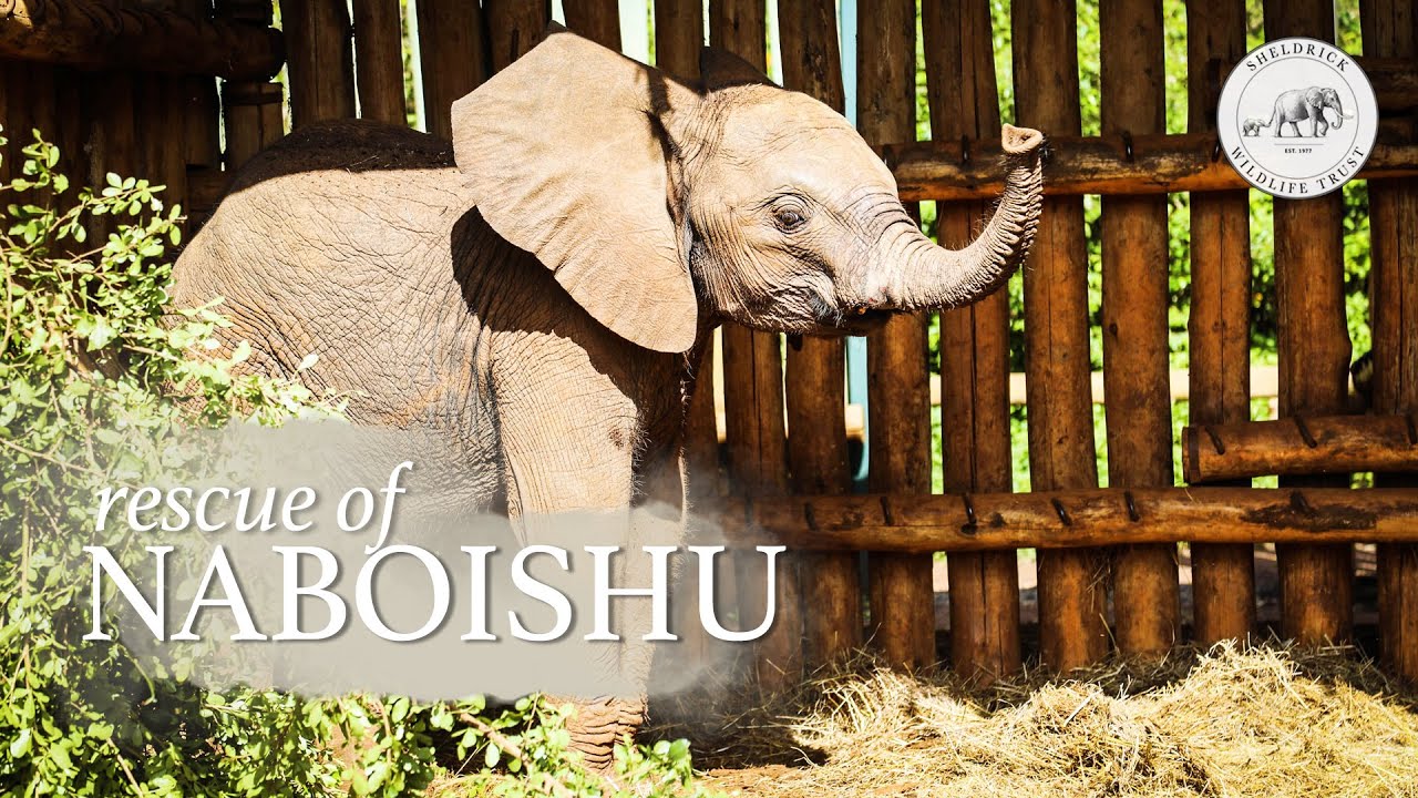 Orphaned baby elephant Naboishu is rescued | Sheldrick Trust