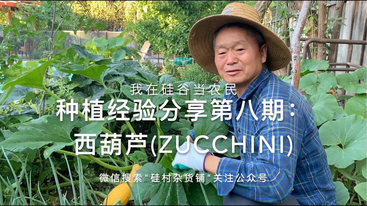 【我在硅谷当农民8】西葫芦/意大利瓜(Zucchini)的种植、浇水、施肥、结果、收获
