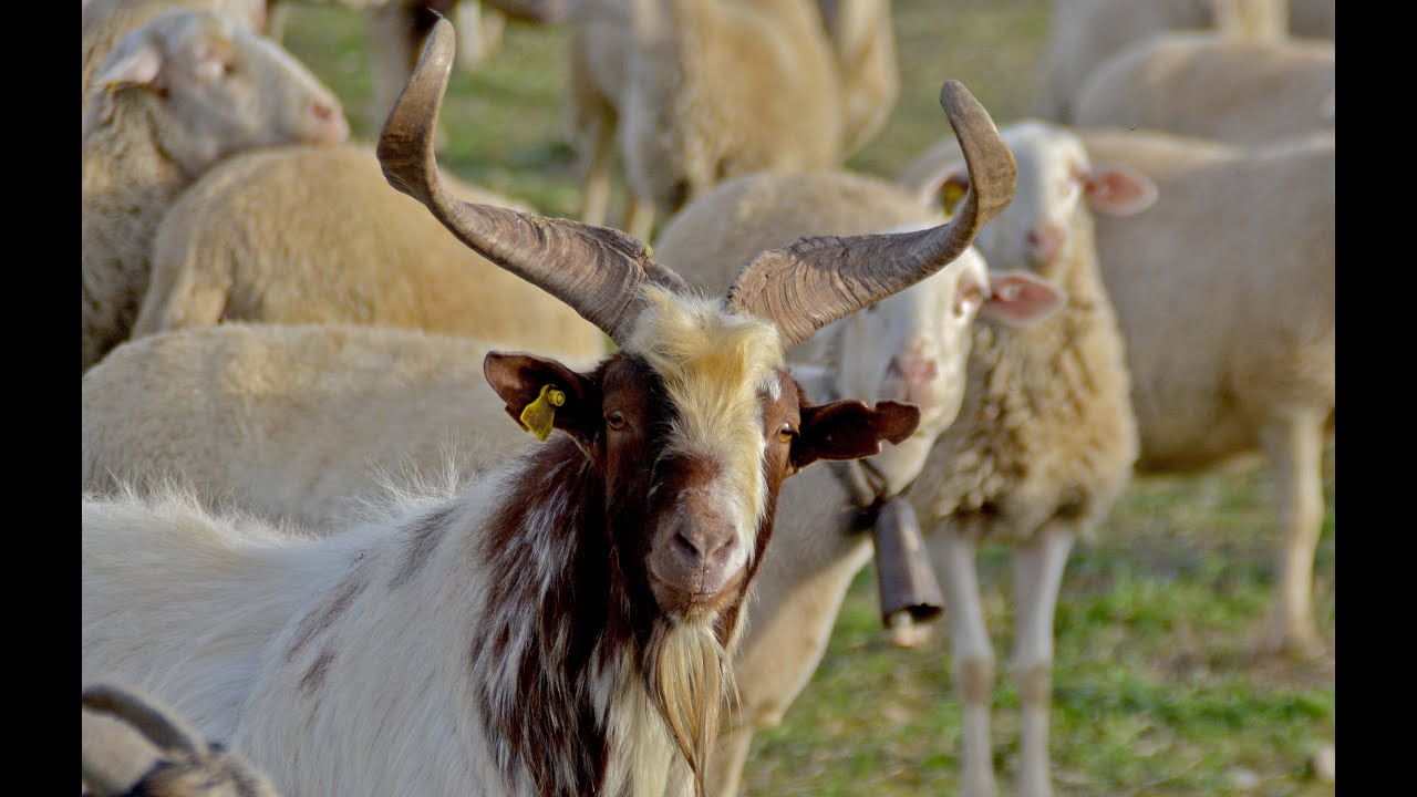 💚 La cabra CASPOLINA. Zaragoza 🐐🐐🐐🐐