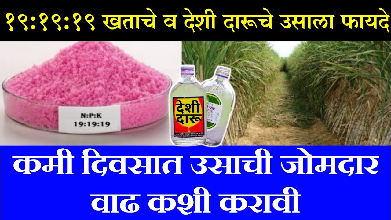 कमी दिवसात उसाची जोमदार वाढ कशी करावी | १९:१९:१९ खताचे व देशी दारूचे ऊसाला फायदे.