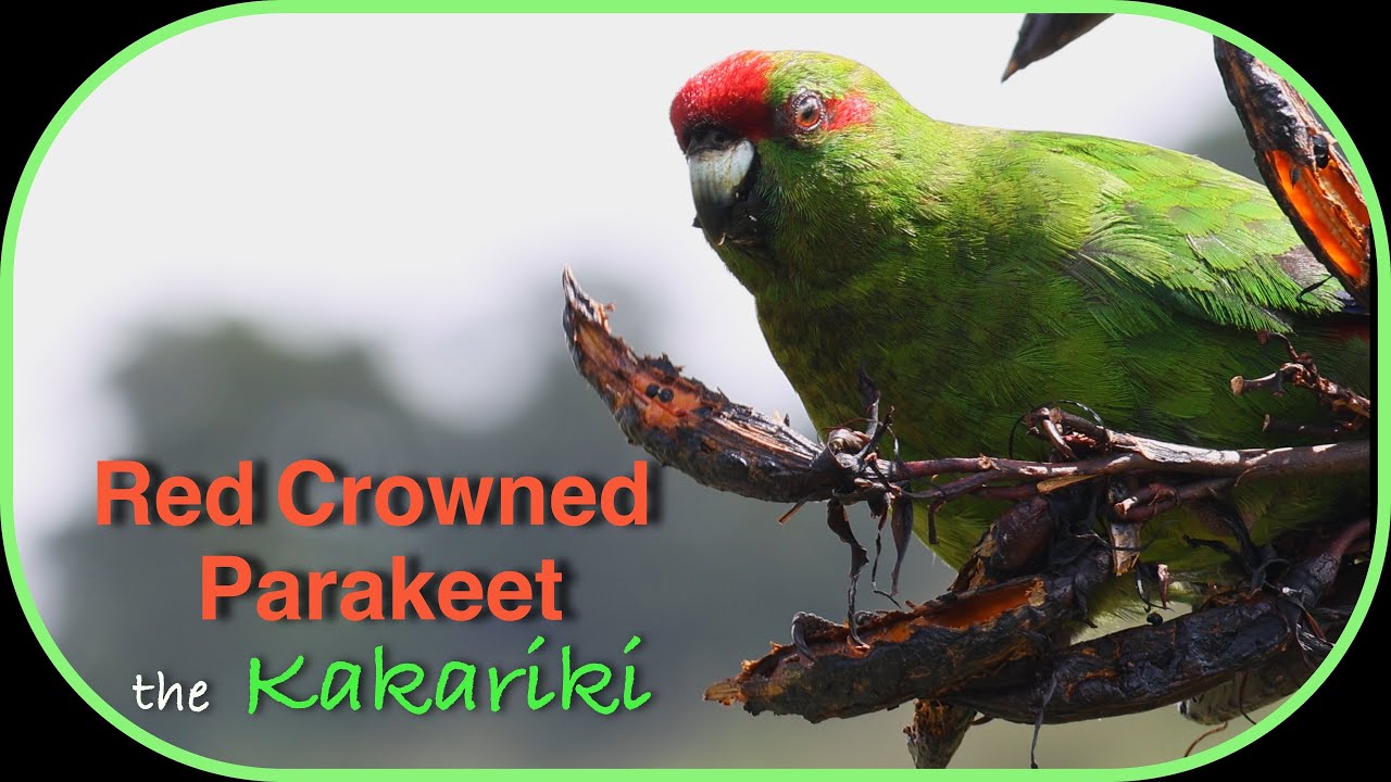 Red Crowned Parakeet Feeds & Calls at Kapiti Island Bird Sanctuary