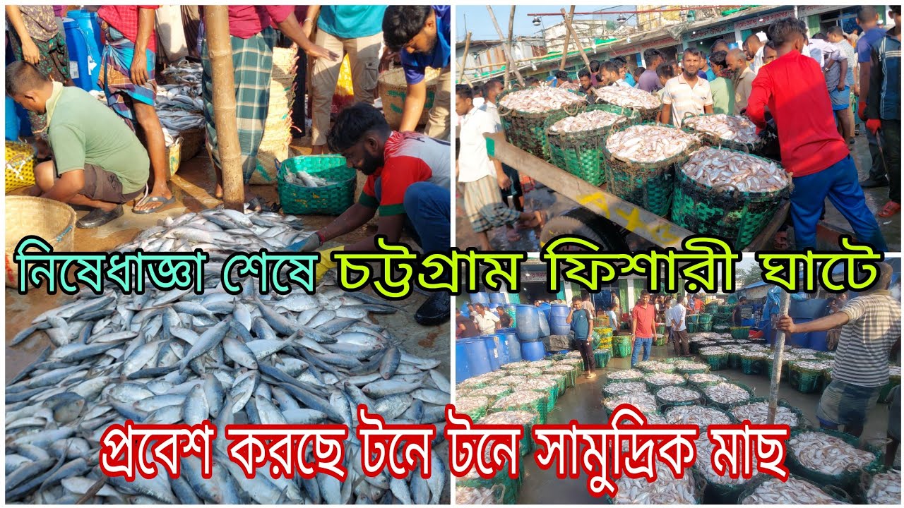 নিষেধাজ্ঞা শেষে চট্টগ্রাম ফিশারী ঘাটে প্রবেশ করছে টনে টনে সামুদ্রিক মাছ।Sea Fish|Fishery Ghat