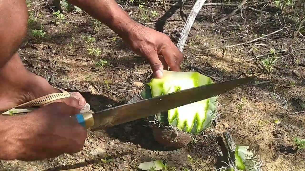 COMO FAZER DOCE DE COROA DE FRADE;VOCÊ JÁ TINHA VISTO ISSO ACOMPANHE ATÉ O FINAL!!!