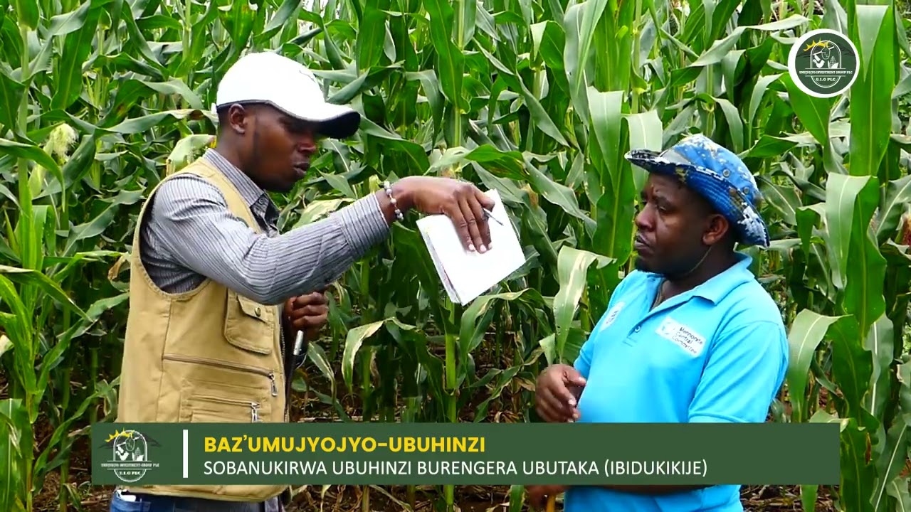 Dore Uburyo Wahinga Ibigori Ukeza Mu Buryo Budasanzwe /Bikore Wirinde Inkangu n'Isuri