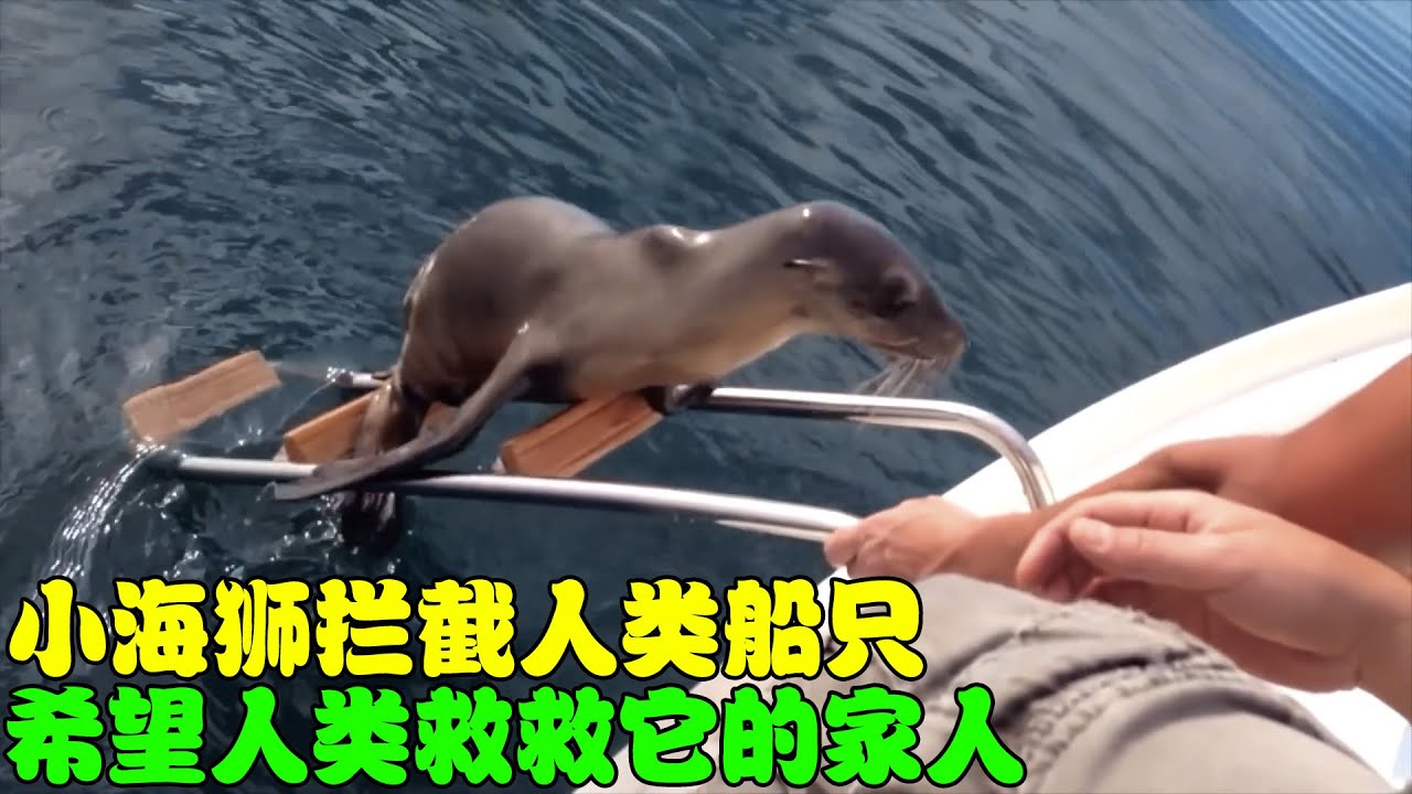 小海狮主动爬上人类的船，希望人类救救它的家人，最后结局暖心！