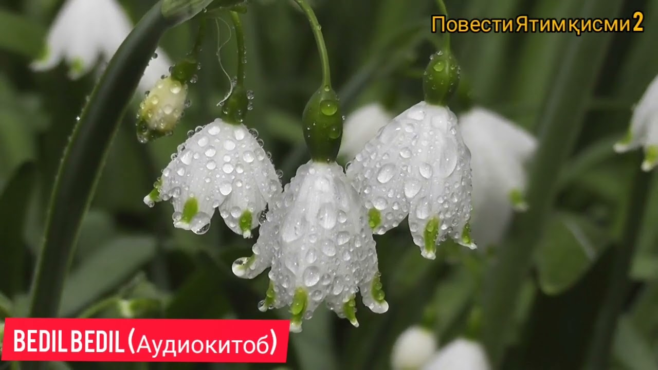 ЯТИМ (Повест)-Қисми 2