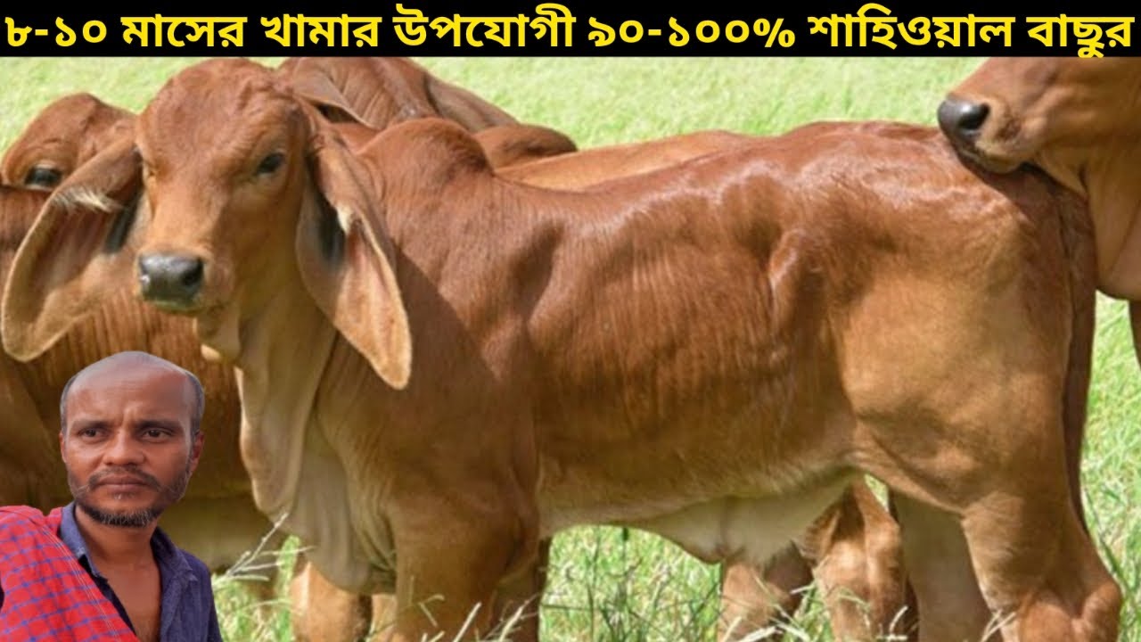 খামার উপযোগী ৭-১৪ মাসের শাহিওয়াল ষাঁড় গরুর দাম।।১২/১১/২০২২।। pabna aronkhola hat update।। 12/11/2022