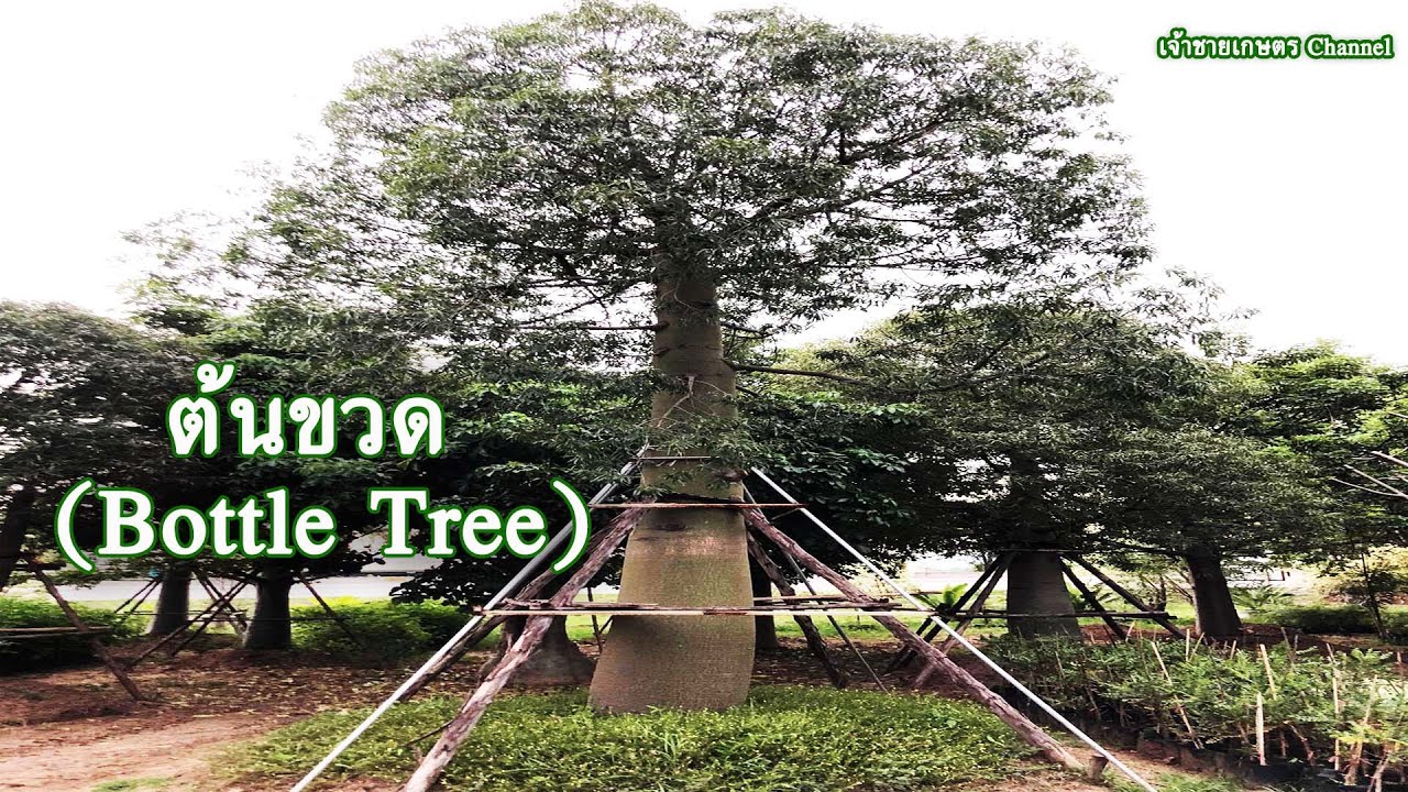 ความเป็นมาของต้นขวด |20/10/22  @เจ้าชายเกษตรChannel