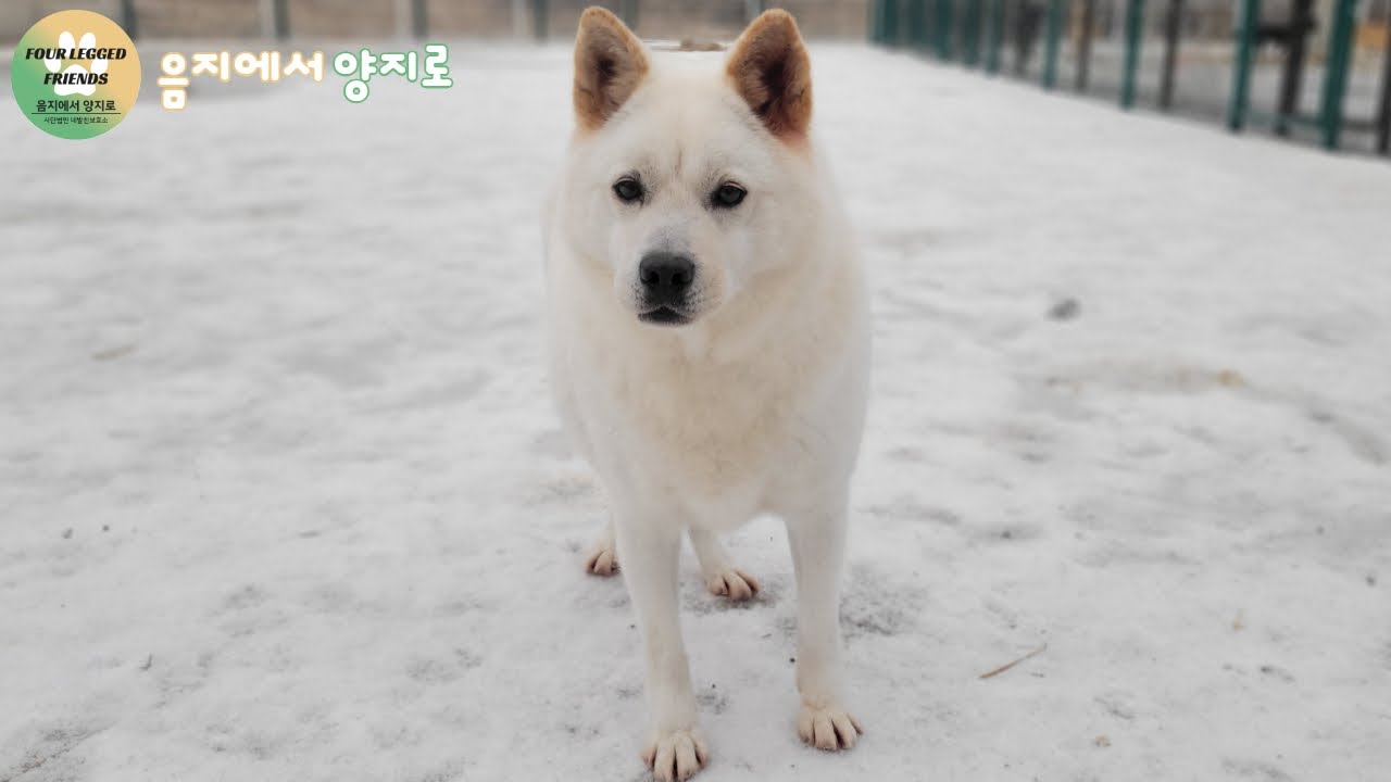 왜 소망이는 아직도 보호소에 있을까요?