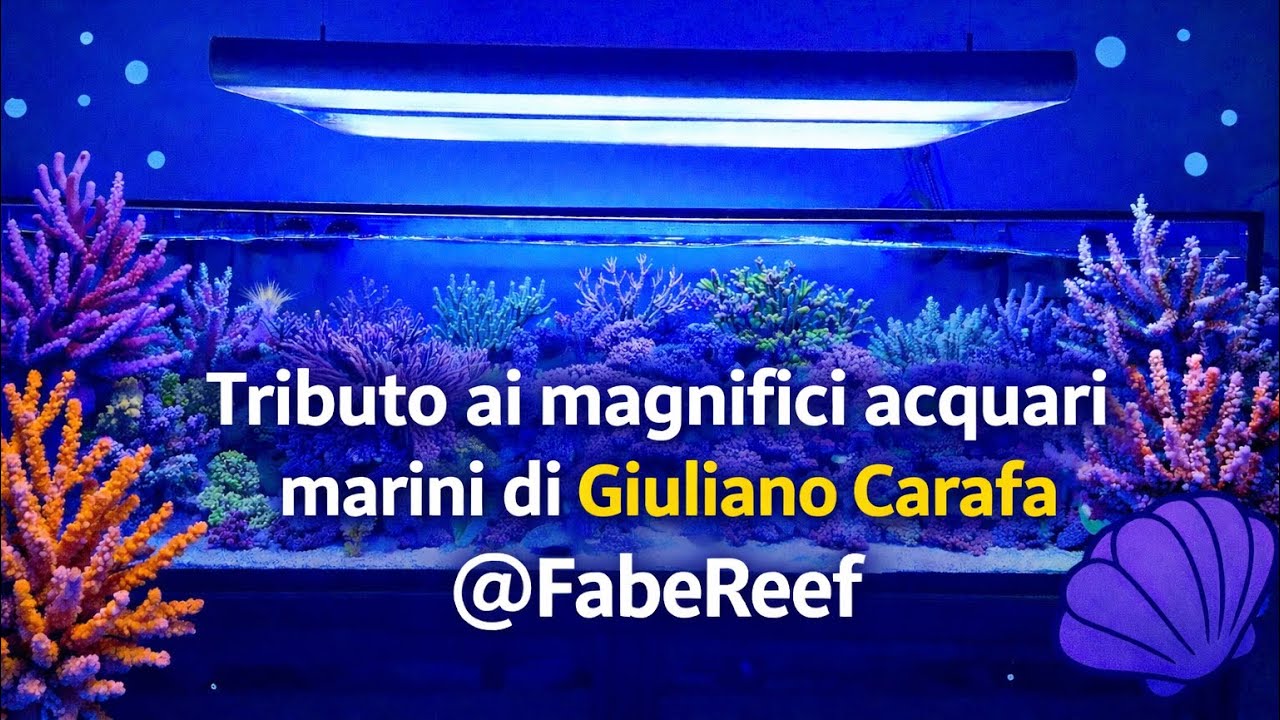 La meraviglia degli acquari marini d’Italia. Tributo ai due reef creati da Giuliano Carafa