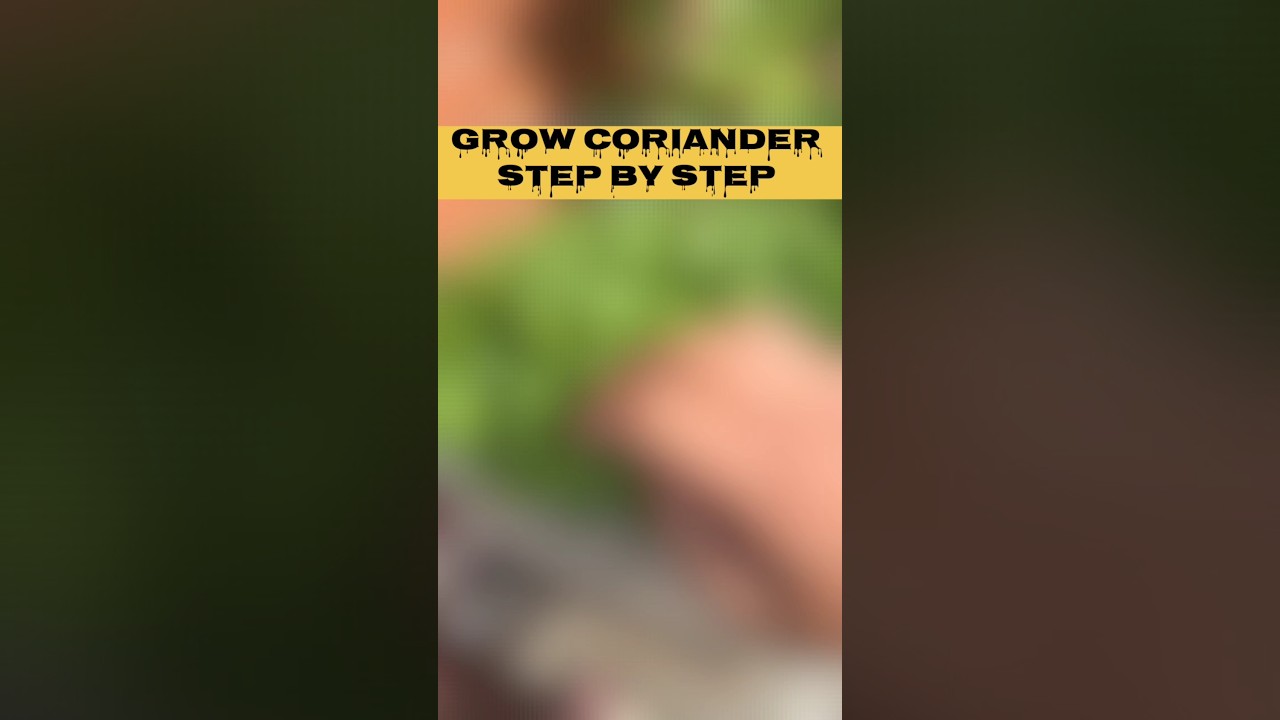 How to Grow coriander in simple step #trending  #terracegardenindia #coriander #vegetablegardening