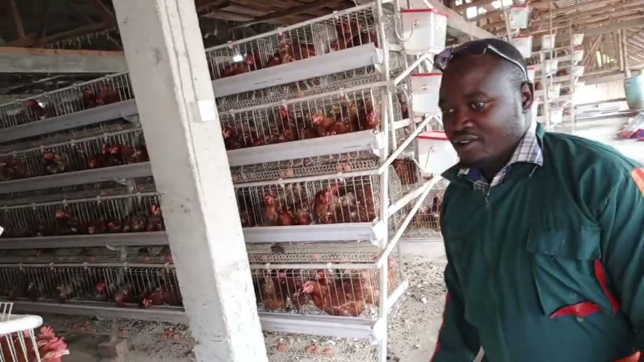 WATER SYSTEM ON POULTRY CAGES