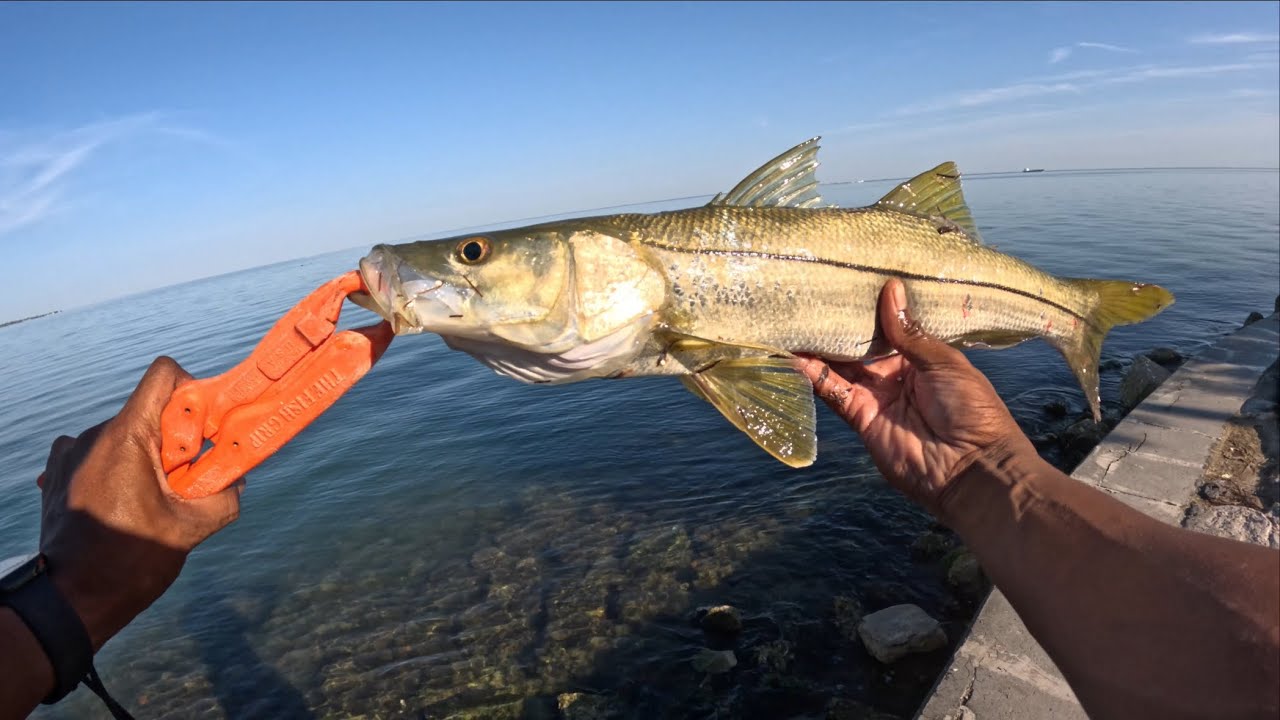 Tampa Bay Skyway Bite Is Hot🔥!!(Redfish,Snook,Sheepshead and More!)