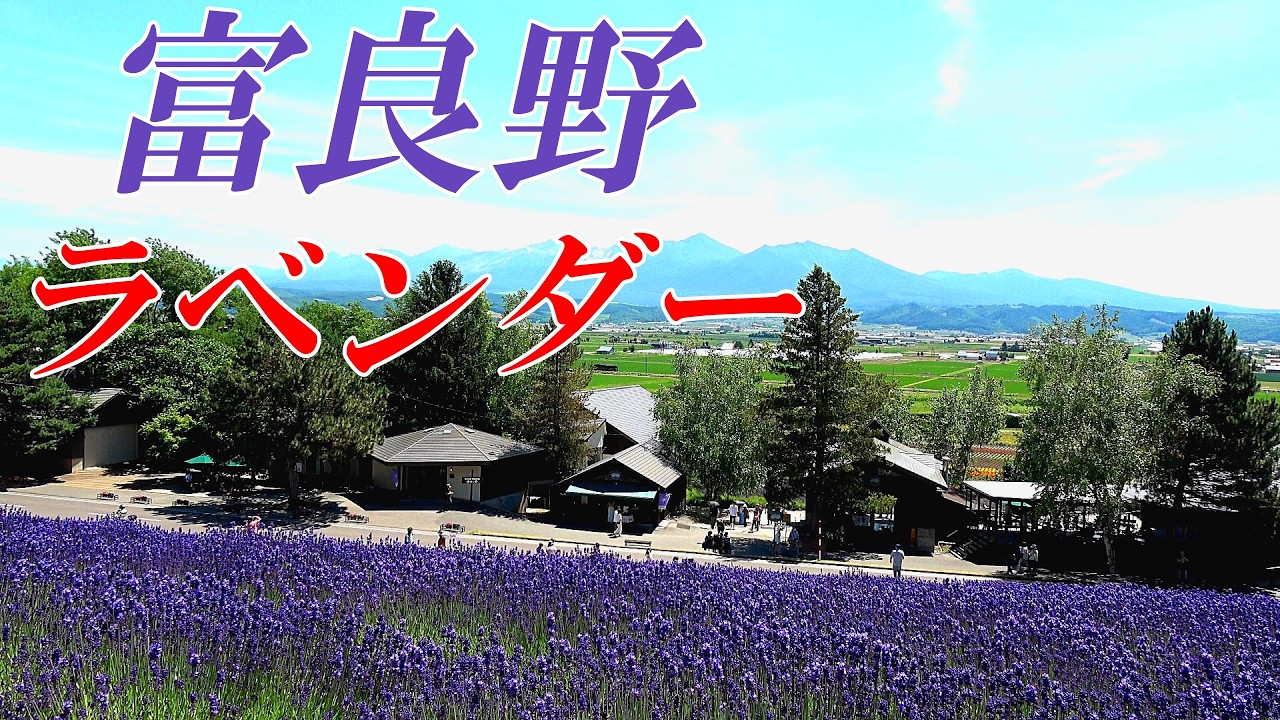 【２０２４年最新版】ファーム富田、町営ラベンダー園、ラベンダーイースト　6/30の様子　『北海道 富良野 ラベンダー』　４Ｋ