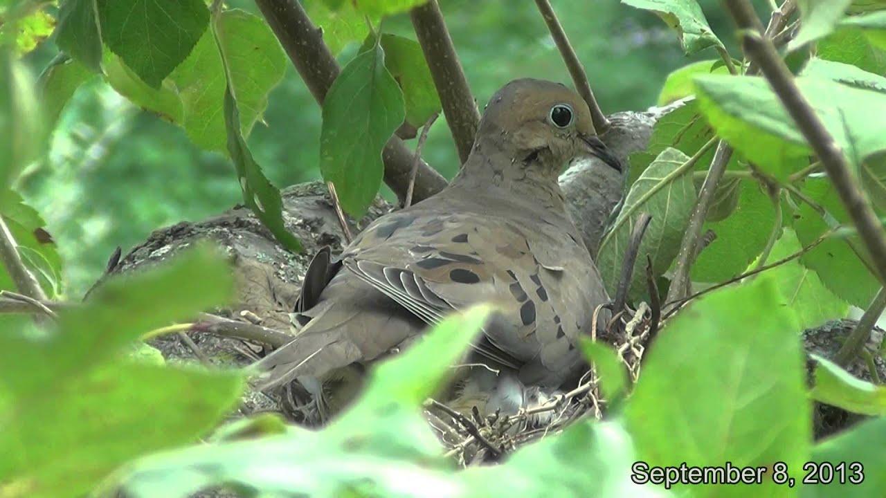 Mourning Dove nesting, Delaware county, Ohio, 2013  2:04