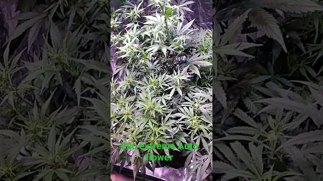 Girl Scout Cookies Extreme Autoflower Week 1 of flower