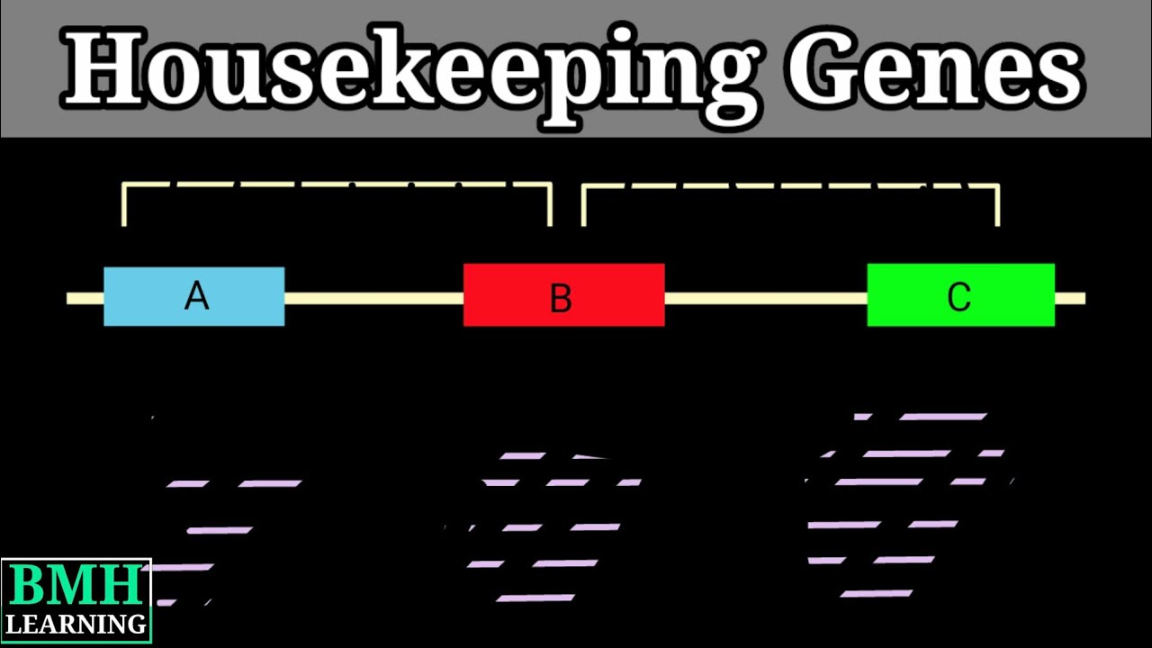 Housekeeping Genes