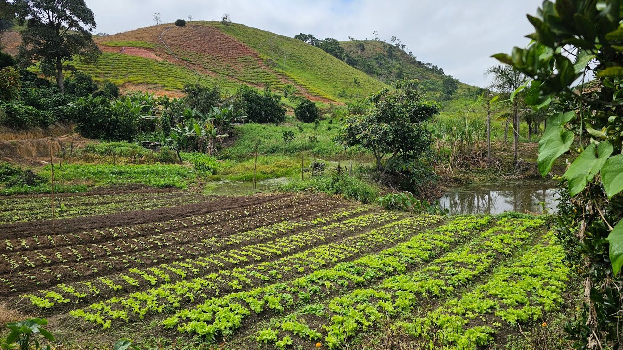 AS FRUTAS E VERDURAS DO OUTONO ESTÃO DEIXANDO O SÍTIO CADA DIA MAIS LINDO!