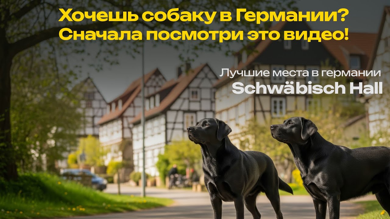 Хочешь собаку в Германии? Сначала посмотри это видео! Schwäbisch Hall
