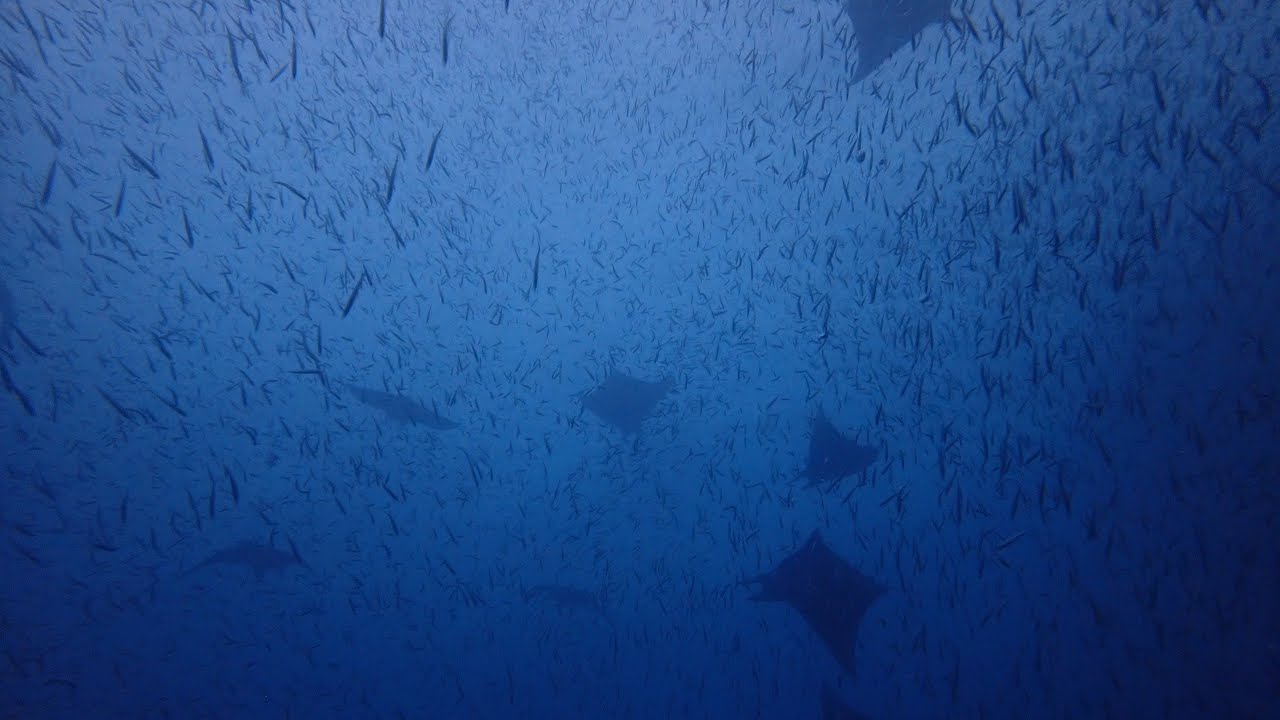 12 Nights Ambon to Raja Ampat Liveaboard 2025 Epic Expedition with Emperor Harmoni 