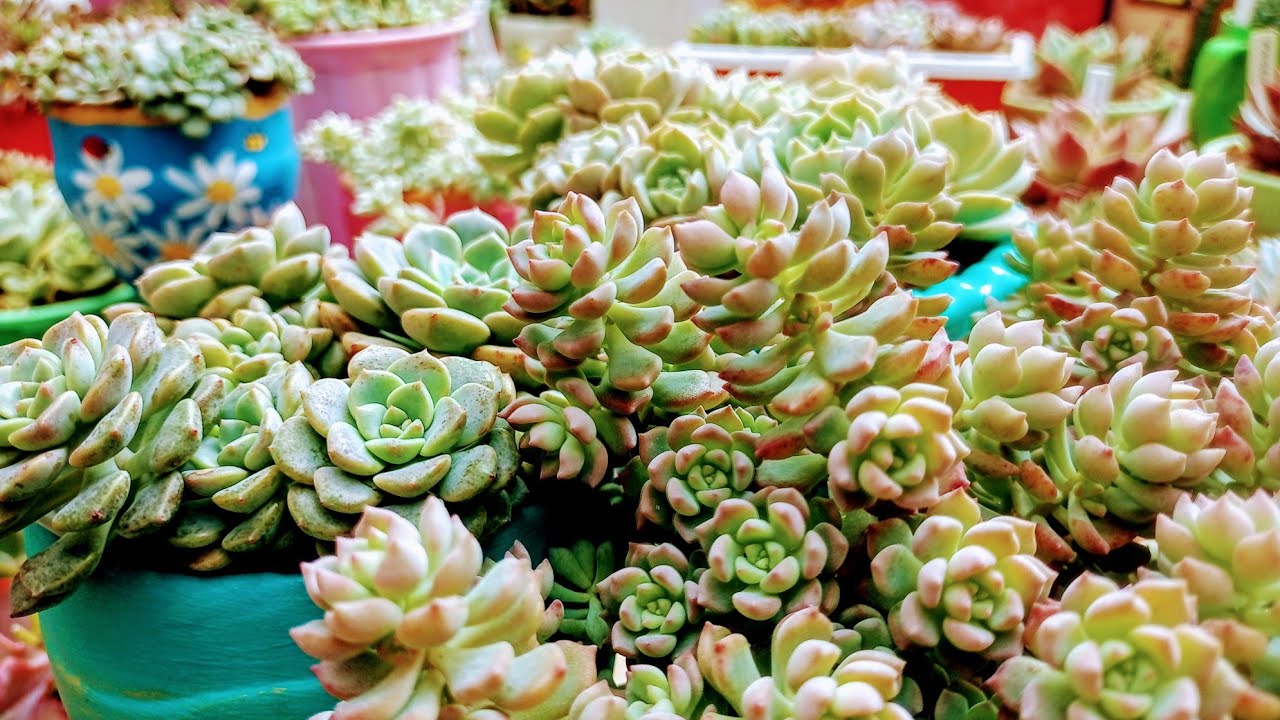 Separei 20 suculentas em colônia que estão belíssimas!