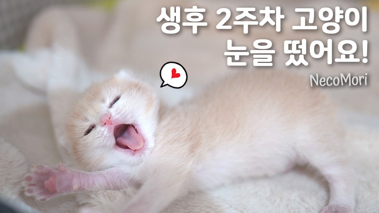 브리티쉬 숏헤어 고양이 크리스마스 행복한 선물｜아기냥이 육아일기 2주차.