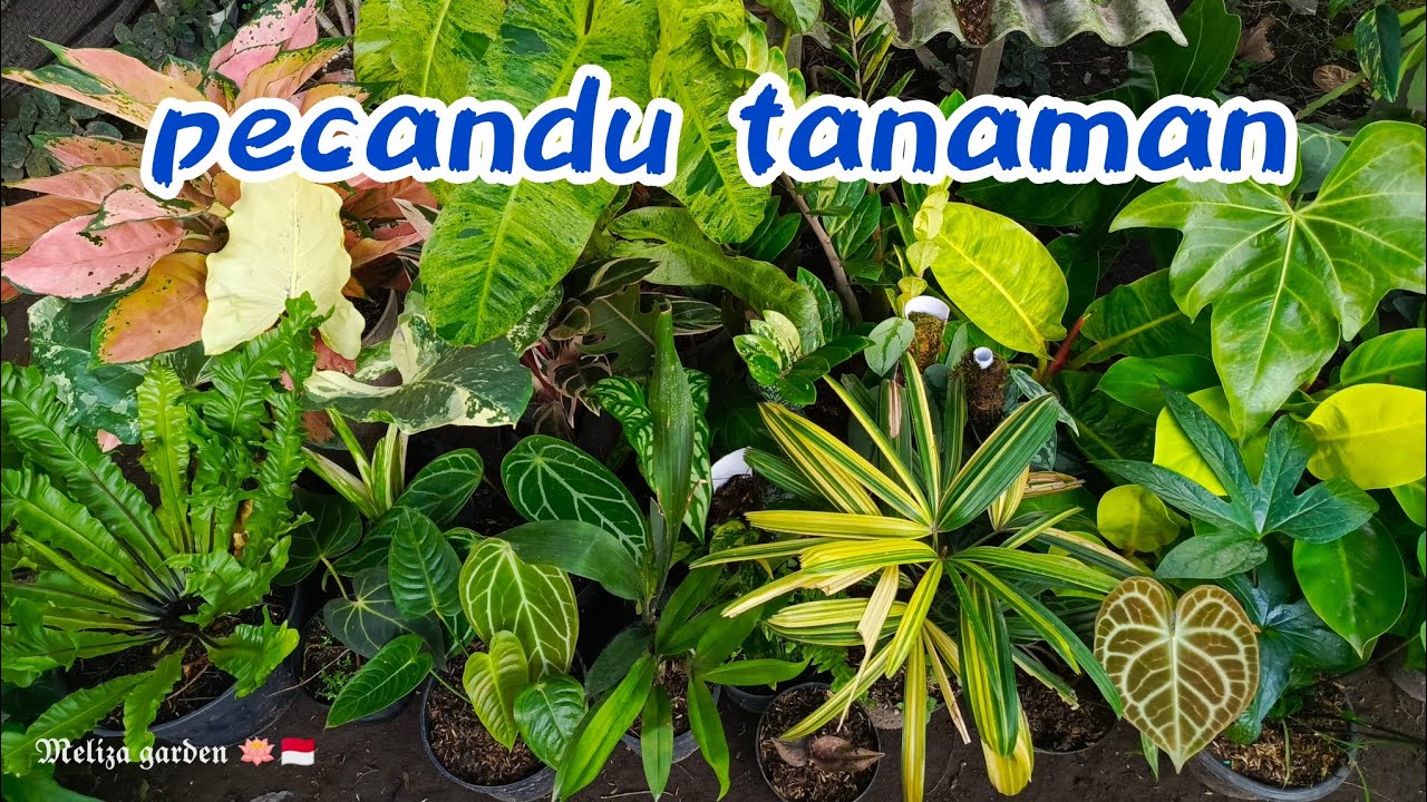 tanaman unik sudah hadir, dari jenis anggrek spesies, anturium, philo dll. 