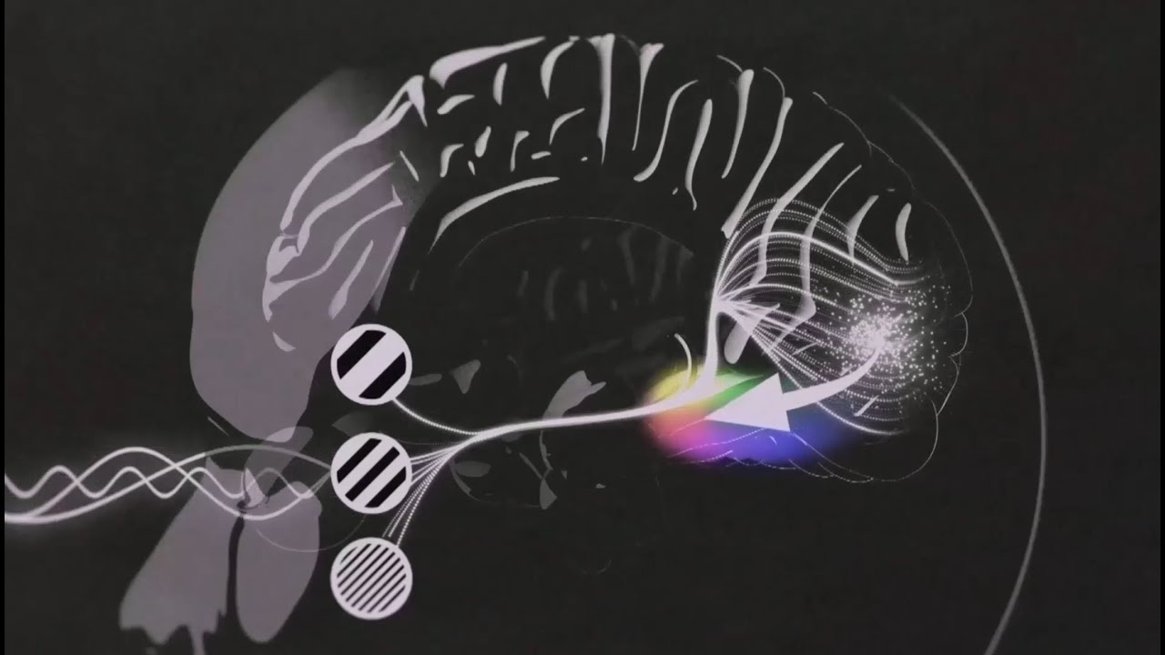 Color Perception