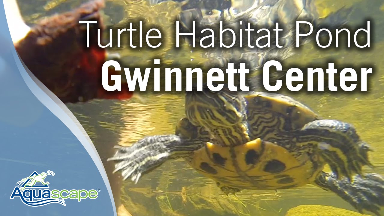 Turtle Habitat Pond at Gwinnett Environmental Heritage Center