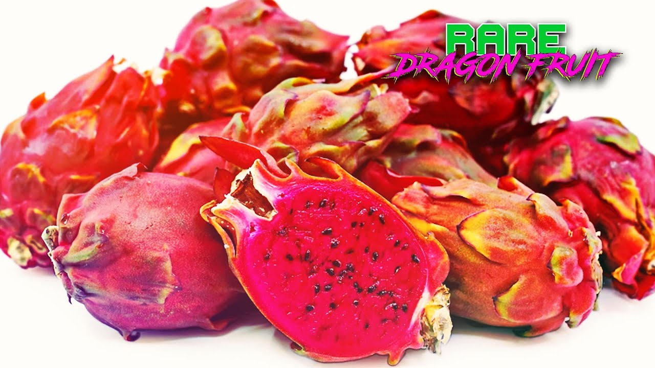 Everything I've Learned About SUGAR DRAGON Mega Mix / Plant HISTORY / ROOTING / TASTING / Big BLOOMS