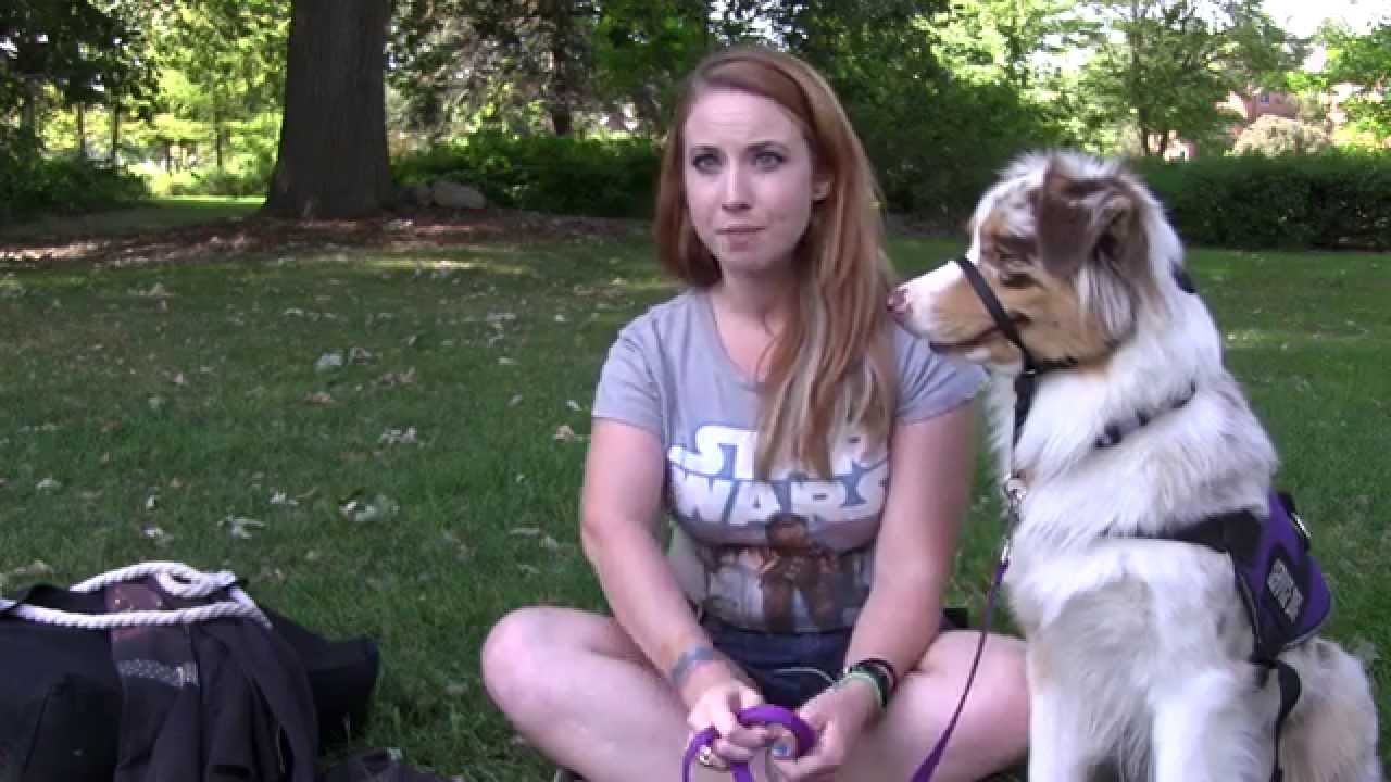 Minerva the Service Dog