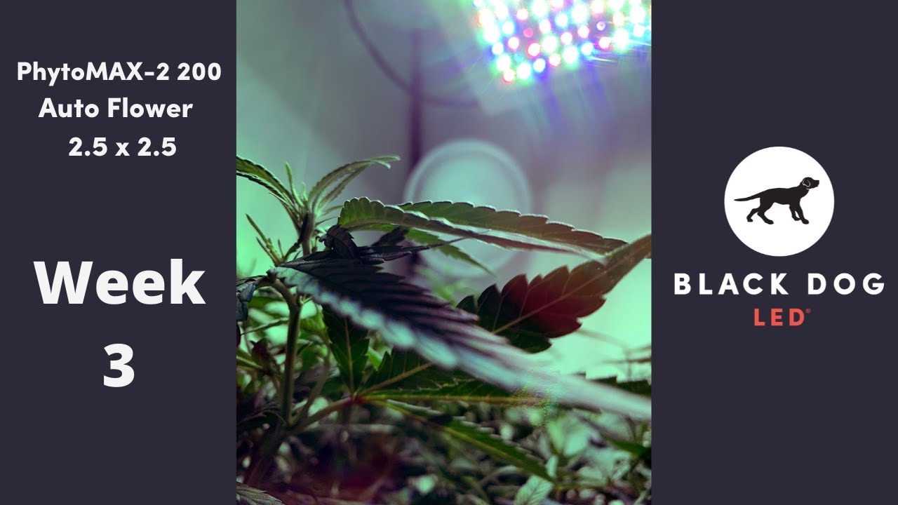 PhytoMAX-2 200 l Grow Along l Autoflower | 2.5 x 2.5 l Week 3