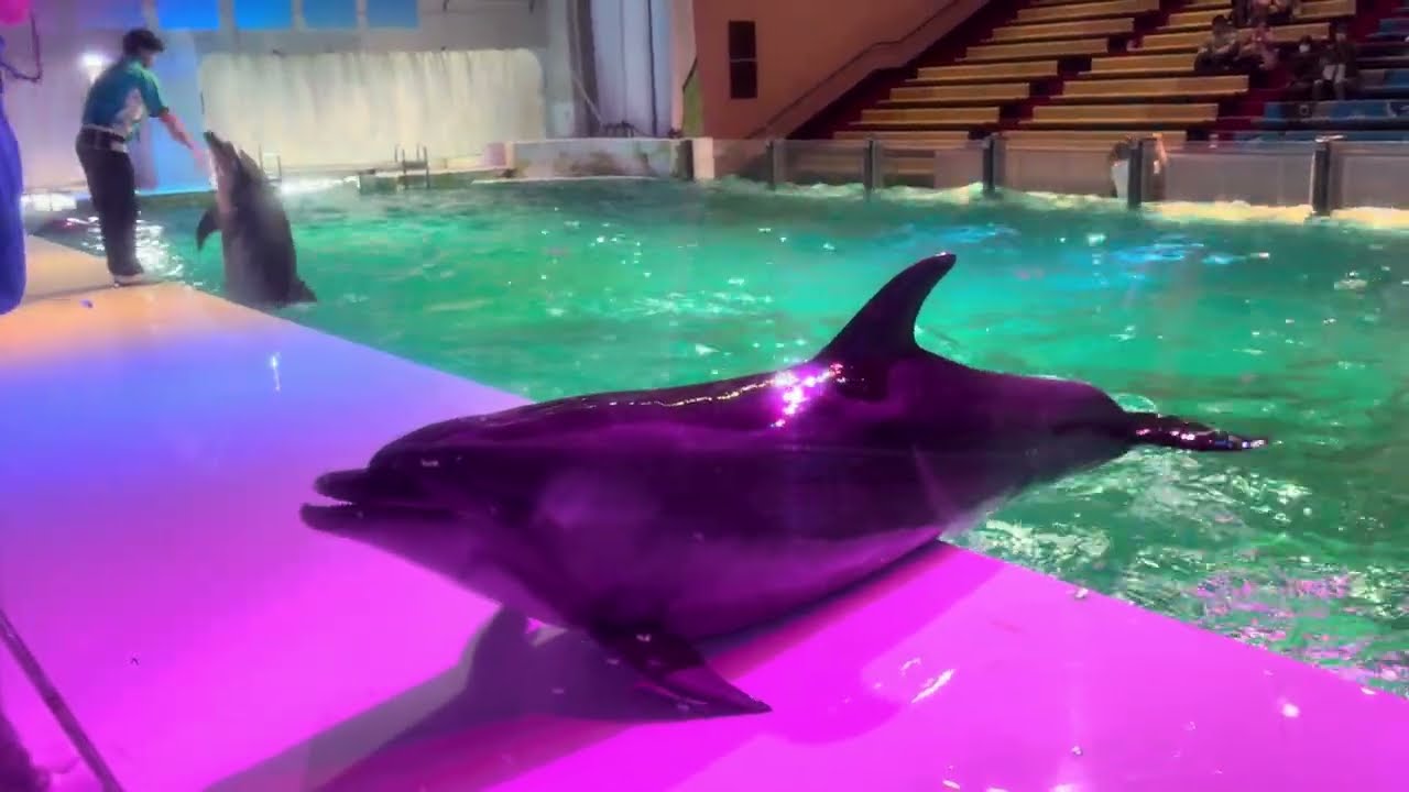 浅虫水族館　イルカショー　asamushi aomori japan asamushi aquarium