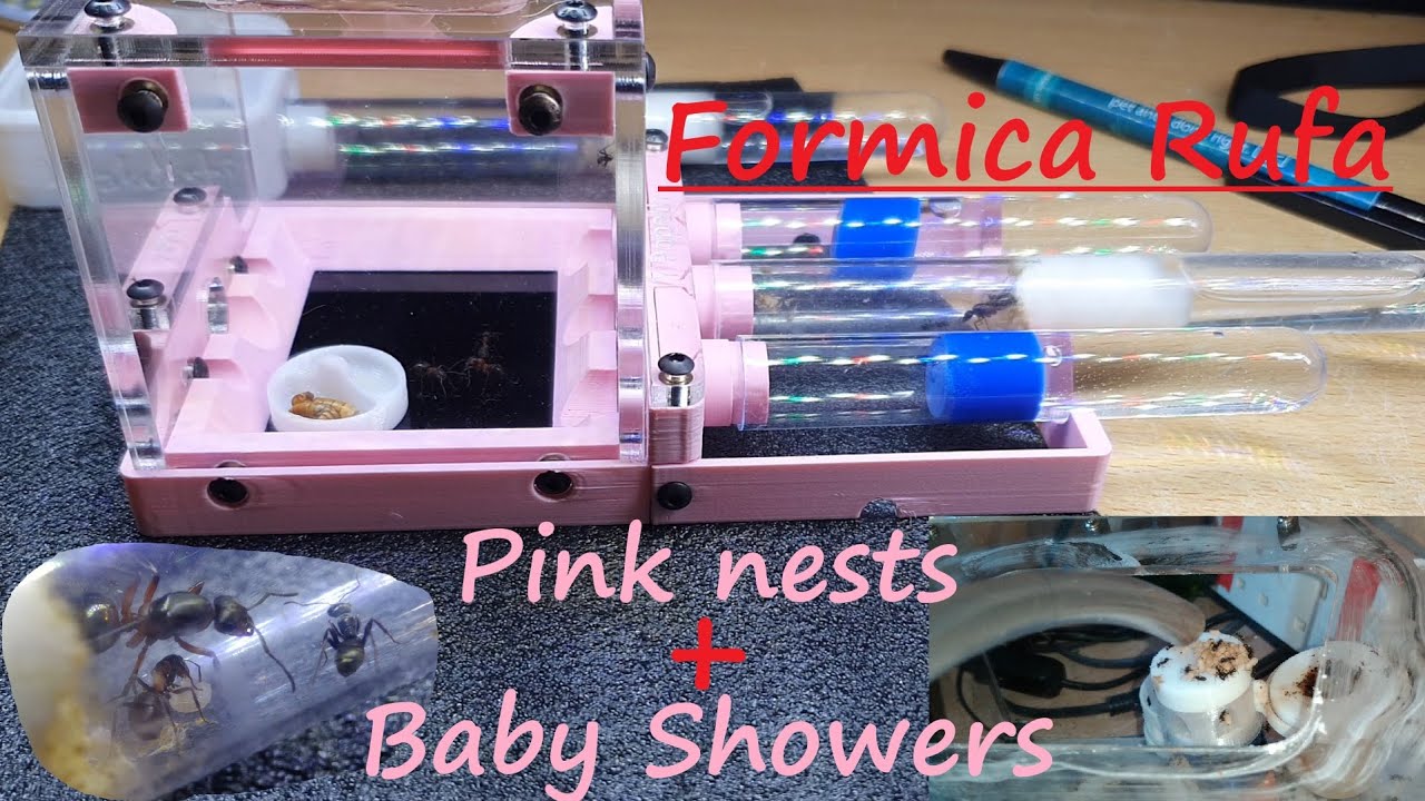 Fresh Pink Popeth & Brood Boosting - Formica Rufa
