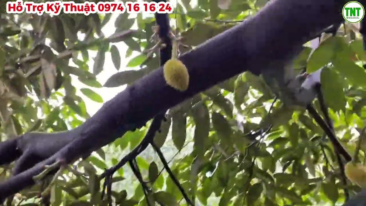 Mưa Trái Mùa Trên Diện Rộng - Những Kỹ Thuật Cần Thiết Xử Lý Trên Vườn Sầu Riêng Đang Mang Trái Nhỏ