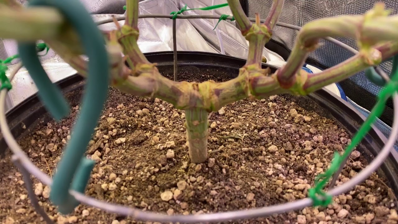 Mainlining for Colas - led nanodome