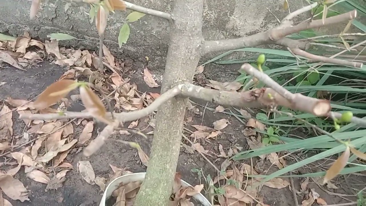 Cập nhật lại những cây Mai vàng đã xả tàn và những vấn đề gặp phải trên cây Mai vàng