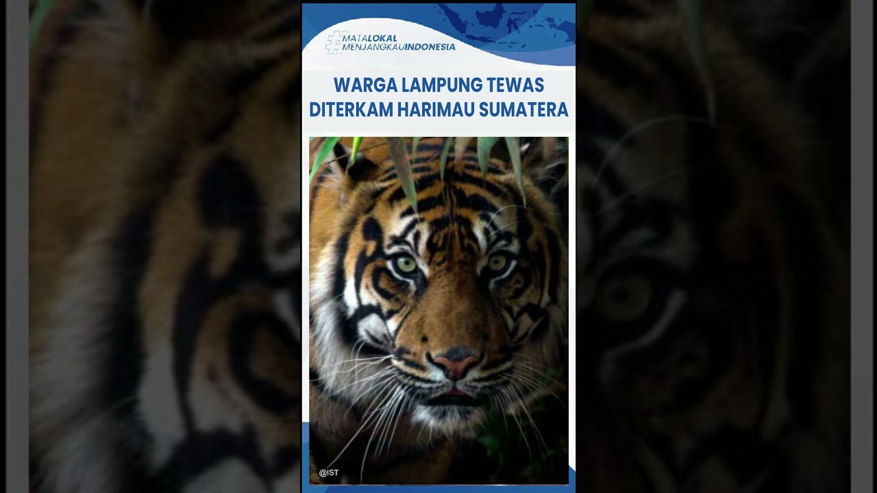 Ujang Samsudin Warga Lampung Barat Ditemukan Tewas Diduga Diserang Harimau