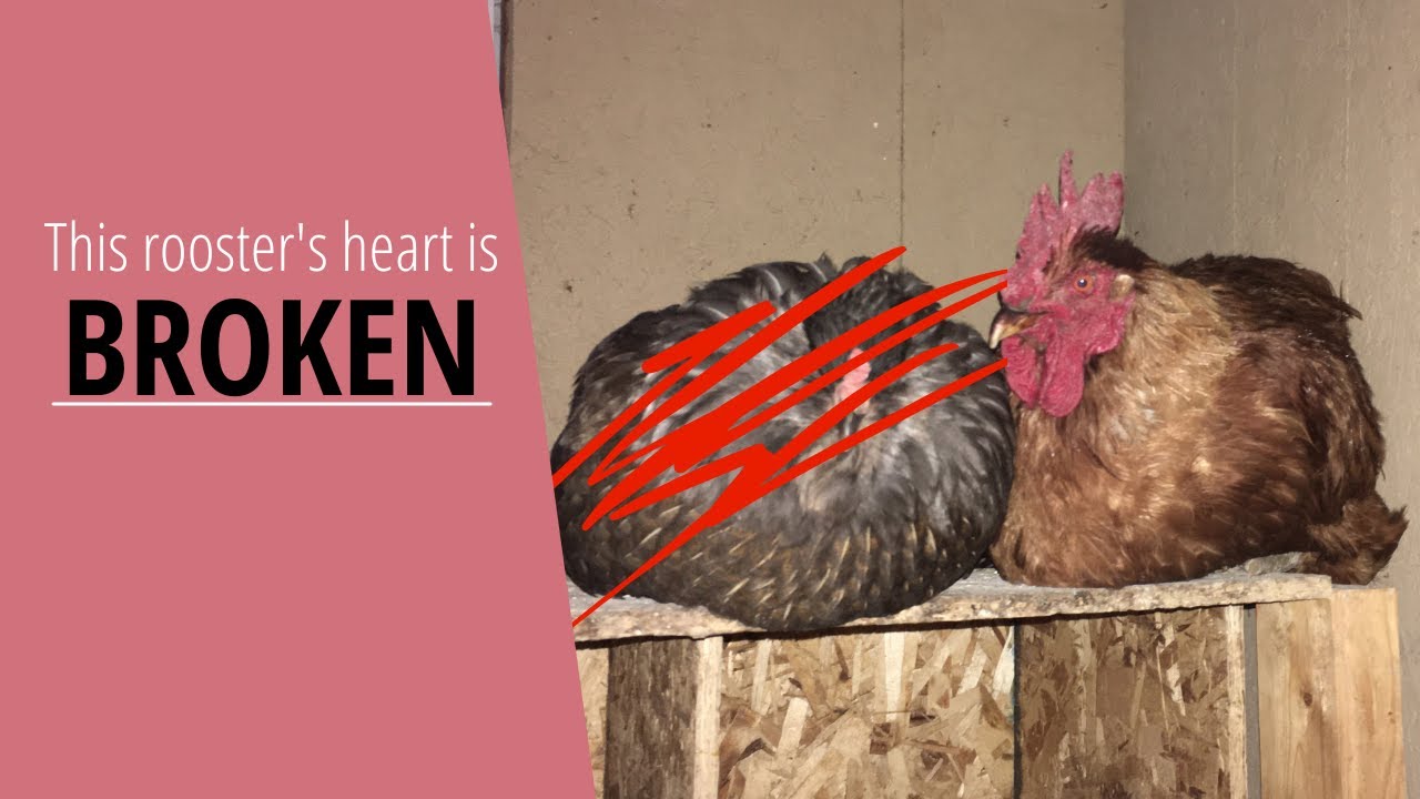 Rooster has a broken heart after loss of soulmate