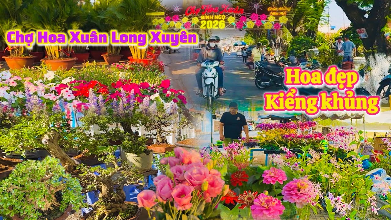 An Giang| Chợ Hoa Xuân Long Xuyên Tết 2026 ra lô sớm hoa đẹp kiểng khủng |TrNQ