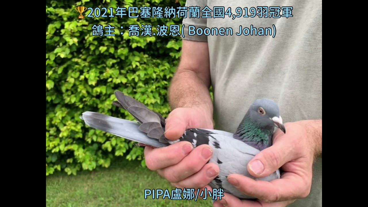 灰巴賽冠軍：2021巴塞隆納荷蘭全國冠軍（NL19-1084759)