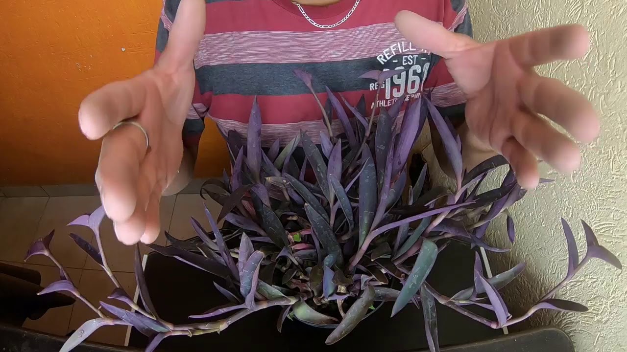 PLANTA NIÑA EN BARCO /  TRADESCANTIA PALLIDA #197