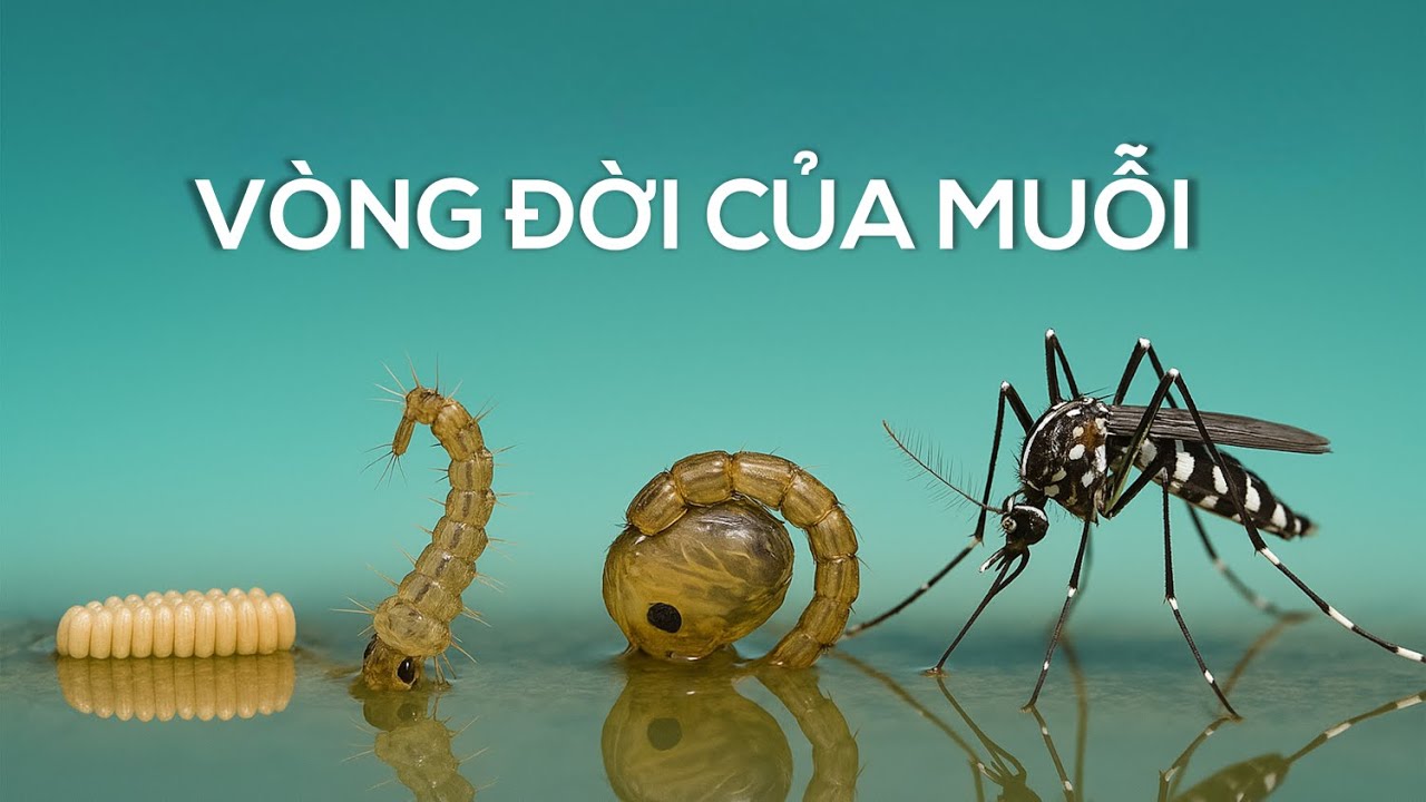 Vòng Đời Của Muỗi - Khám Phá Hành Trình Phát Triển Đáng Kinh Ngạc