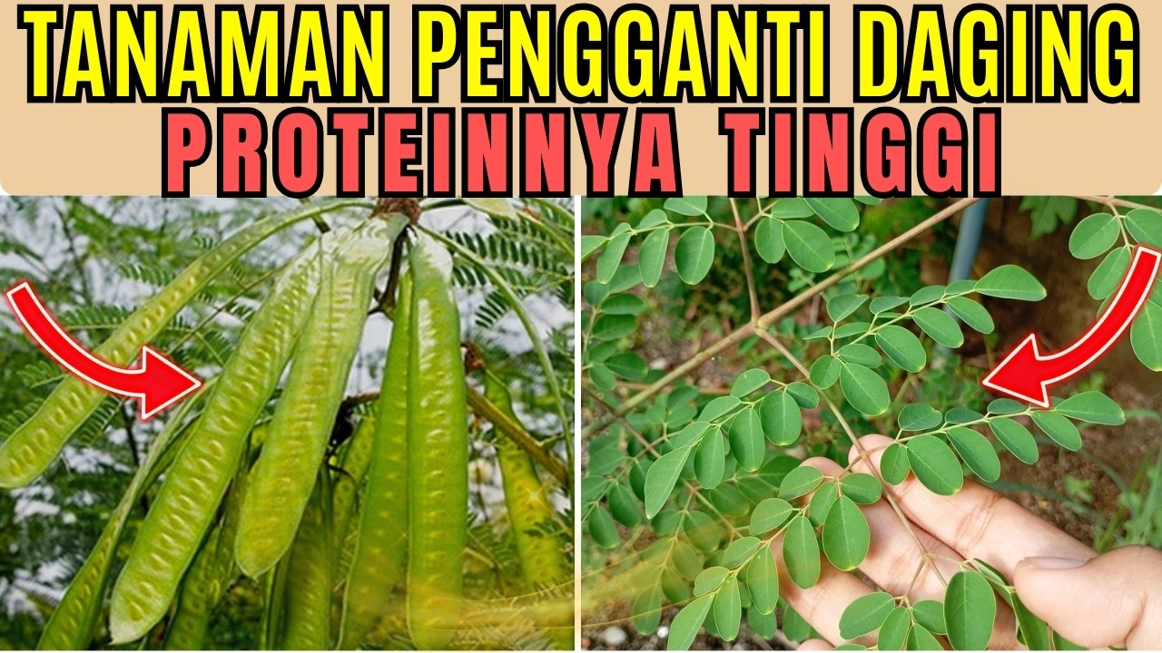 Bukan Kedelai! Tanaman Ini Proteinnya Tinggi & Bisa Jadi Pengganti Daging Saat Harga Mahal