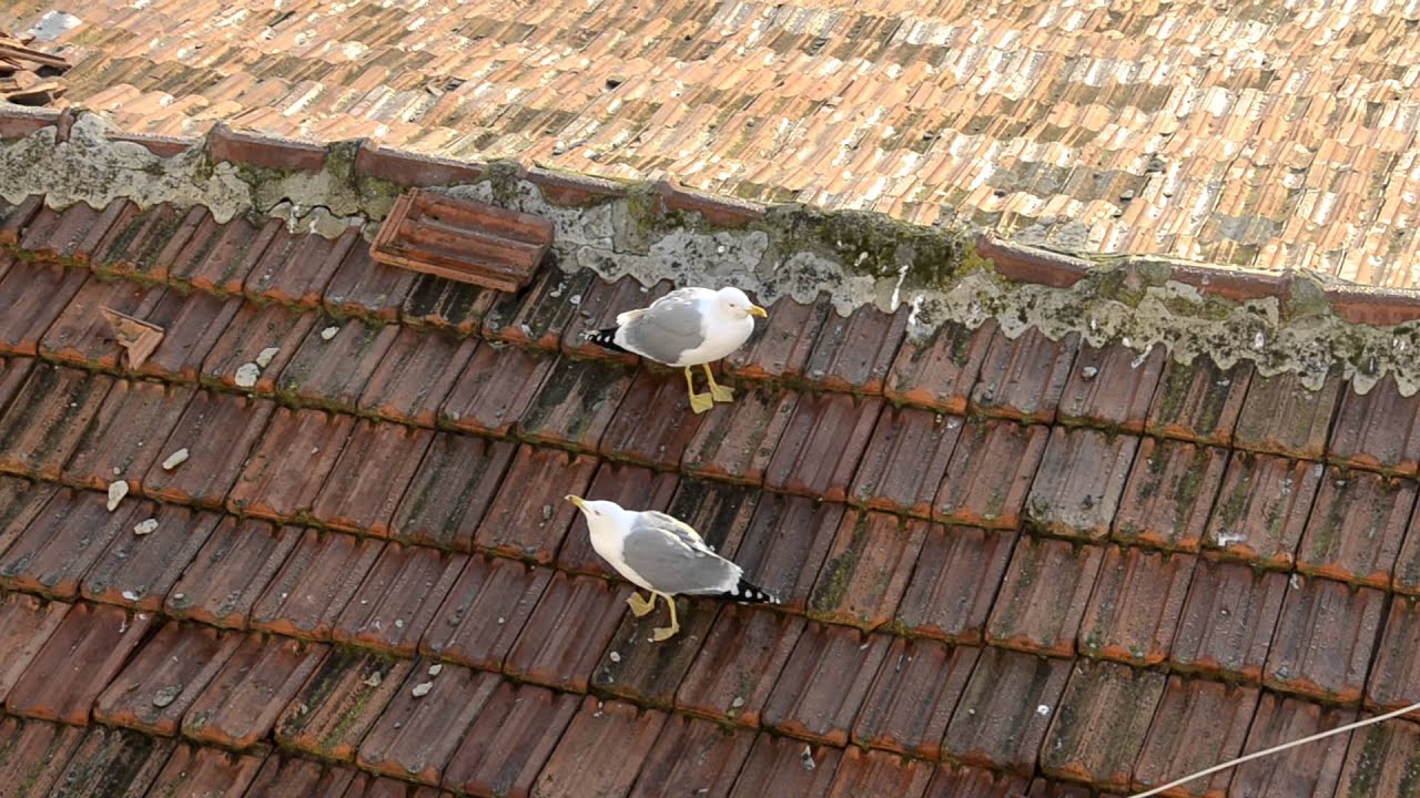 Seagull couple crying for food in Istanbul