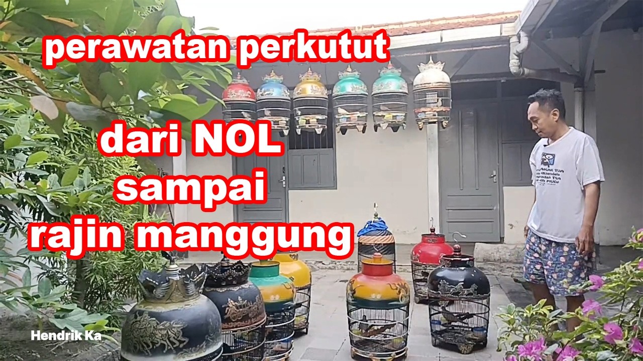 Cara Merawat Perkutut Dari Nol Sampai Rajin Manggung Untuk Pemula